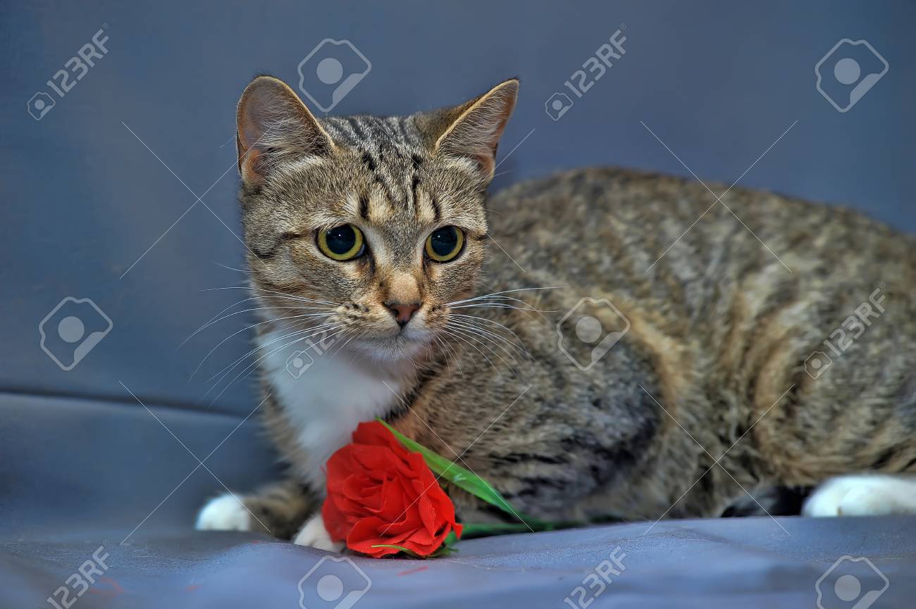 Europeenne Tigre Chat Banque D Images Et Photos Libres De Droits Image Europeenne Tigre Chat Banque D Images Et Photos Libres De Droits Image