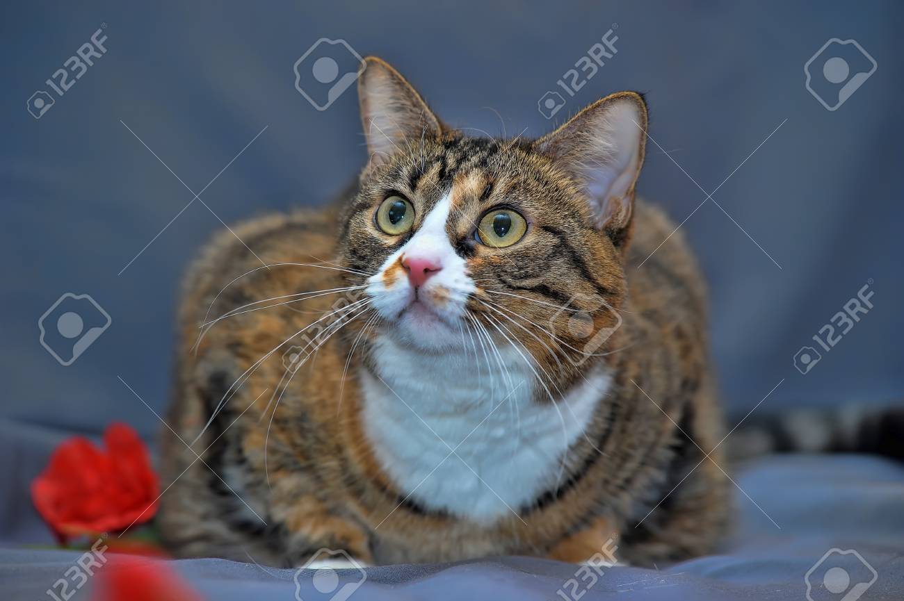 etiam-dictum-ipsum-a-felis