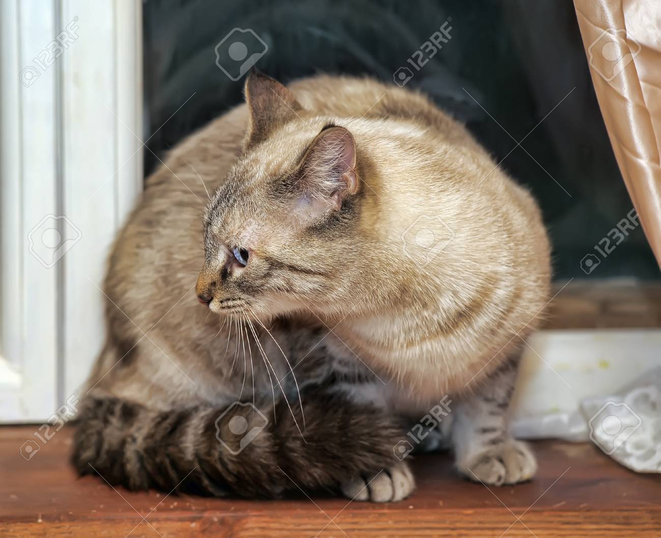 etiam-dictum-ipsum-a-felis