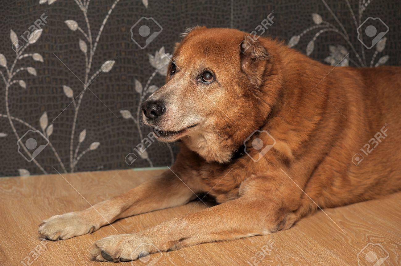 아름다운 알라 바이 중앙 아시아 양치기 개 로열티 무료 사진, 그림, 이미지 그리고 스톡포토그래피. Image 14195689