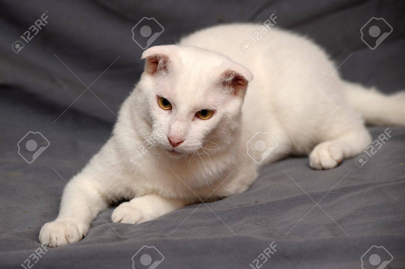 Portrait D Une Race De Chat Levkoy Ukrainien Blanc L Original Du Chat Especes Fois Banque D Images Et Photos Libres De Droits Image