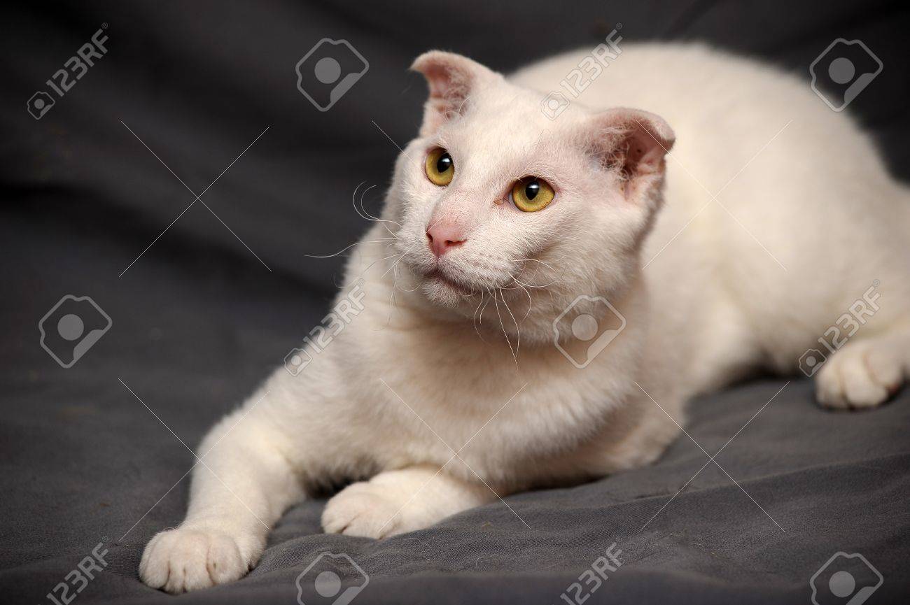 Portrait D Une Race De Chat Levkoy Ukrainien Blanc L Original Du Chat Especes Fois Banque D Images Et Photos Libres De Droits Image