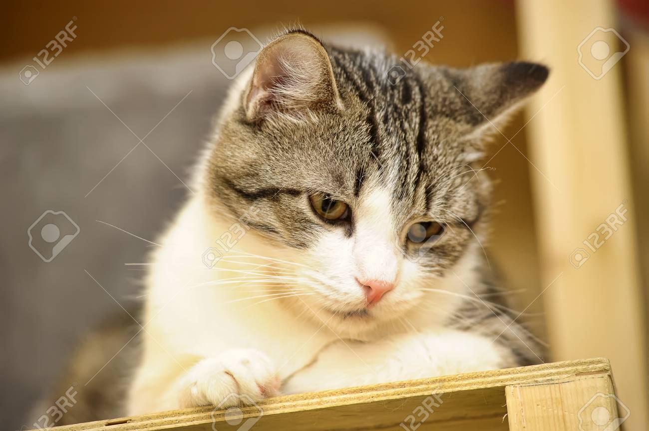 Beau Chat Gris Et Blanc