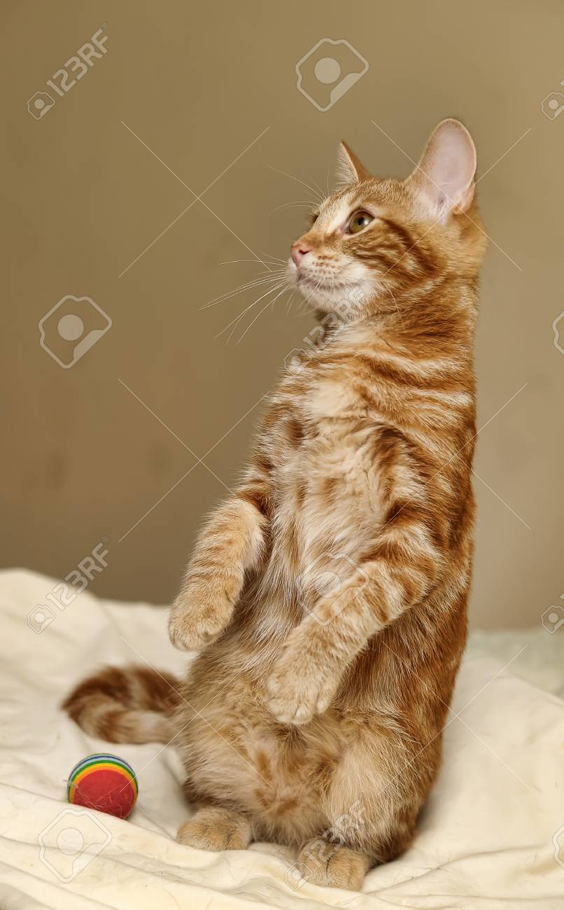 Chat Rouge Se Dresse Sur Ses Pattes De Derriere Banque D Images Et Photos Libres De Droits Image