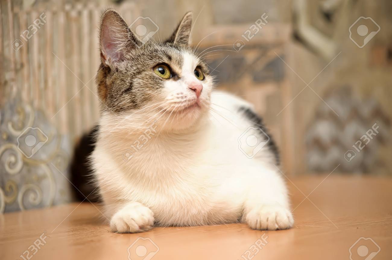 etiam-dictum-ipsum-a-felis