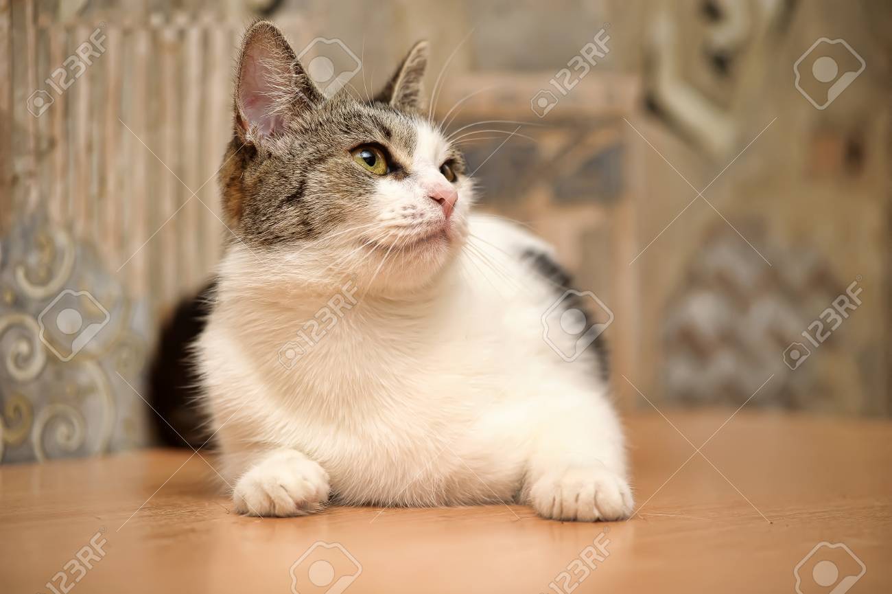 etiam-dictum-ipsum-a-felis