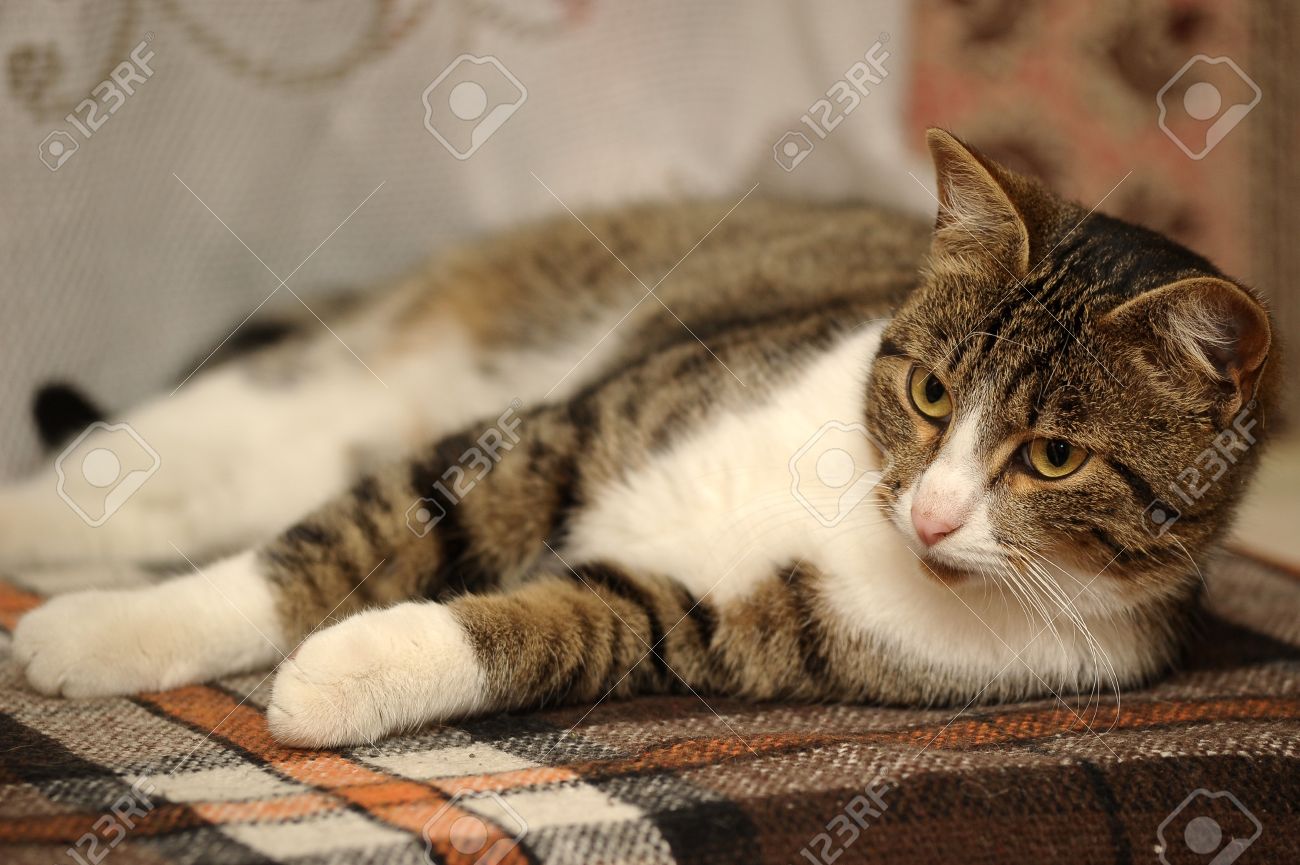 european shorthair cat stock photo picture and royalty free image