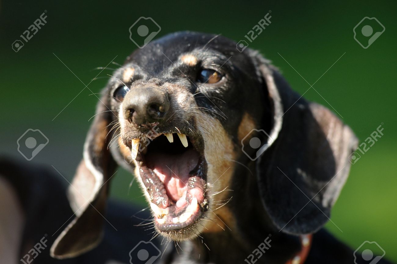 angry dachshund