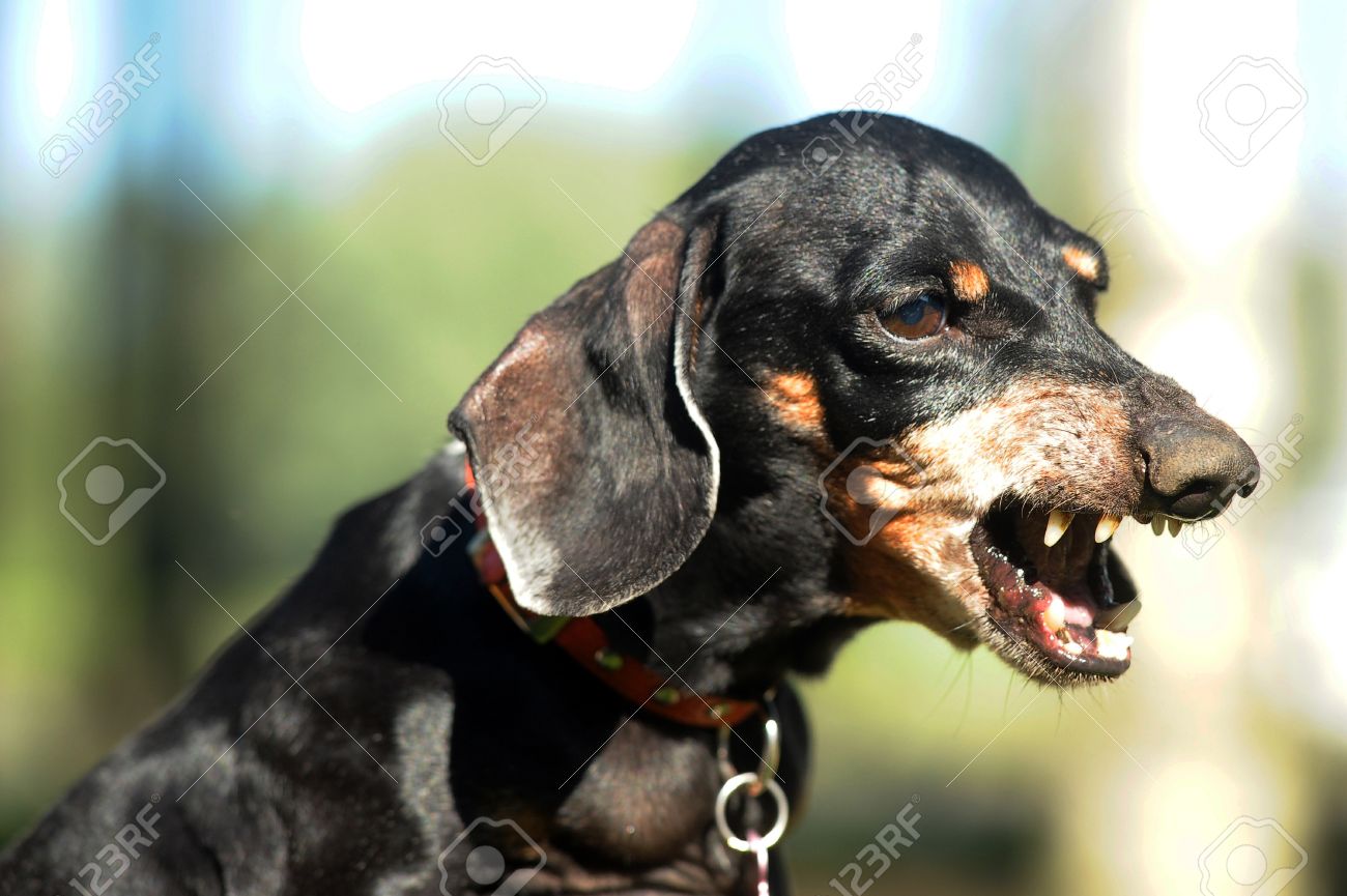 angry dachshund