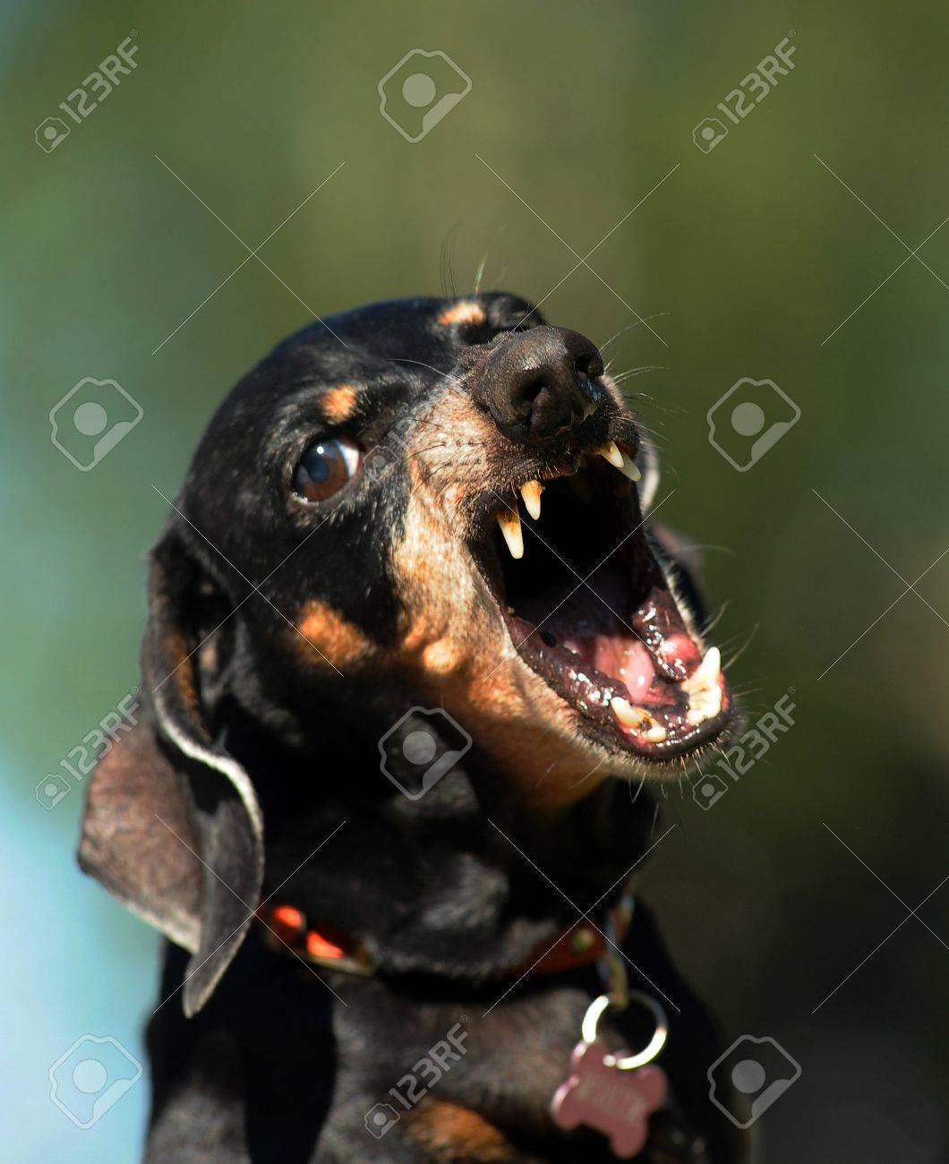 angry dachshund