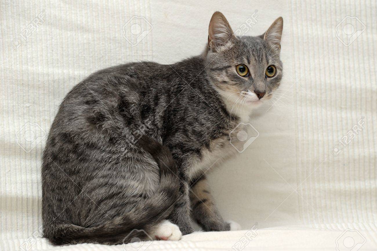 グレーのトラ猫の写真素材・画像素材 Image 15358898
