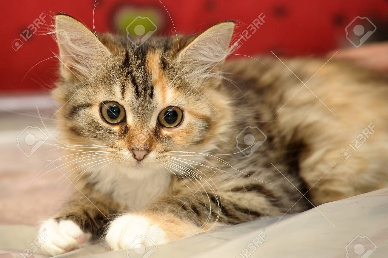 かわいい子猫 の写真素材 画像素材 Image かわいい子猫 の写真素材 画像素材 Image
