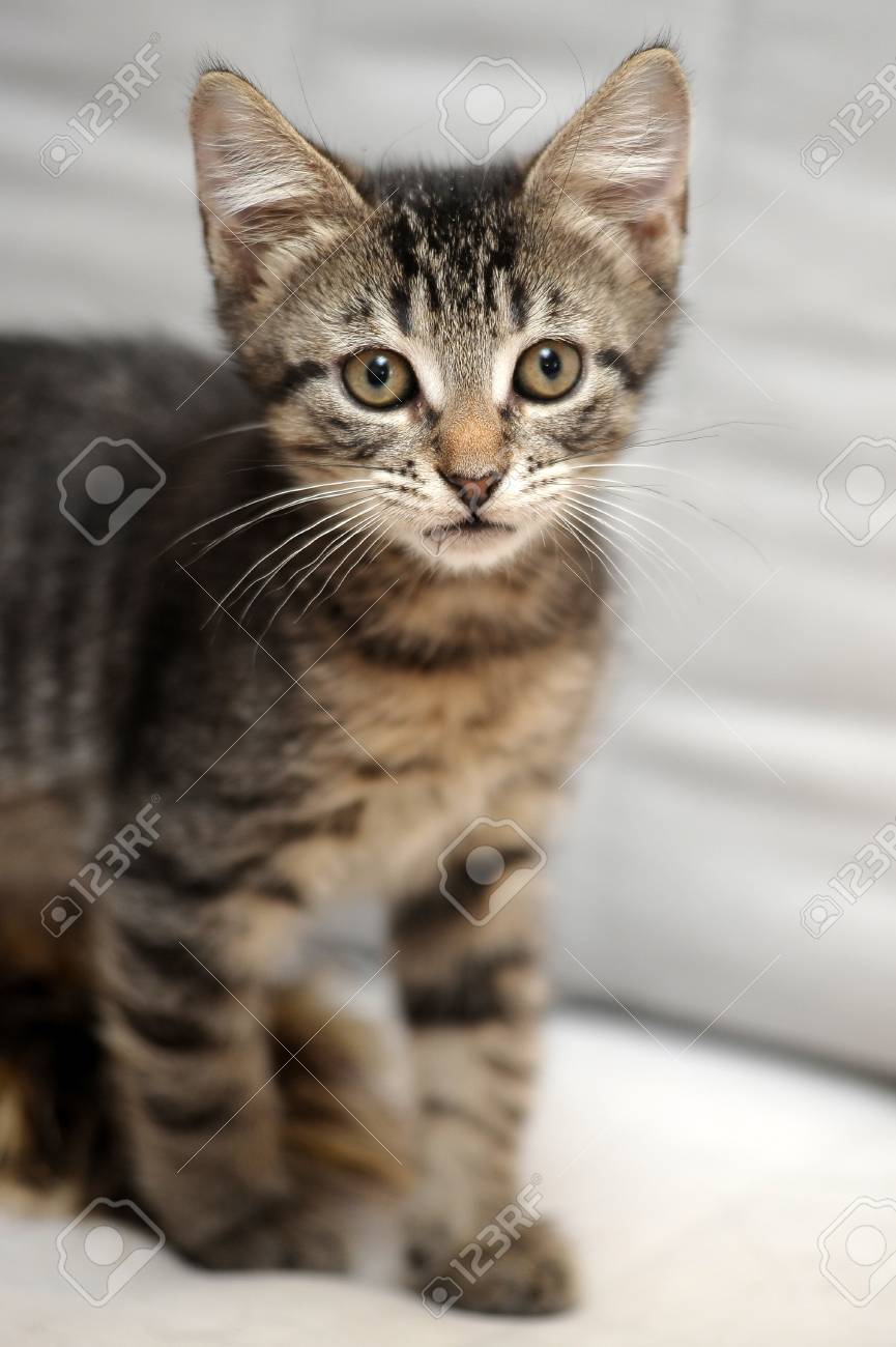 Mignon Chaton Tigre Banque D Images Et Photos Libres De Droits Image Mignon Chaton Tigre Banque D Images Et Photos Libres De Droits Image