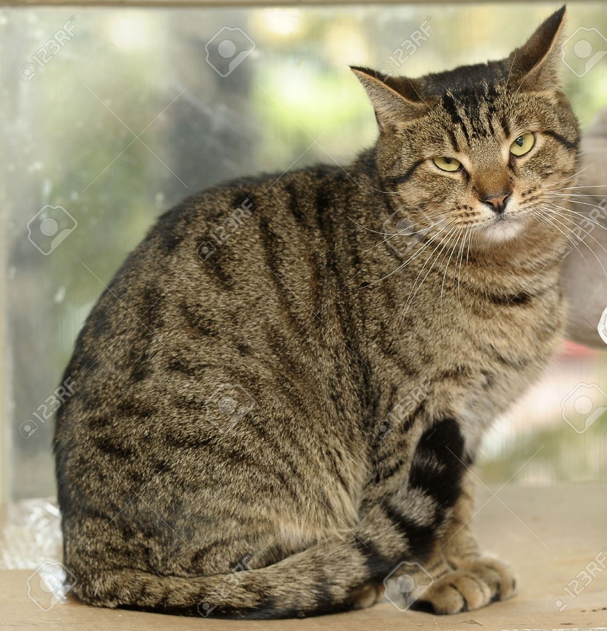 tabby cat stock photo picture and royalty free image image 15806352