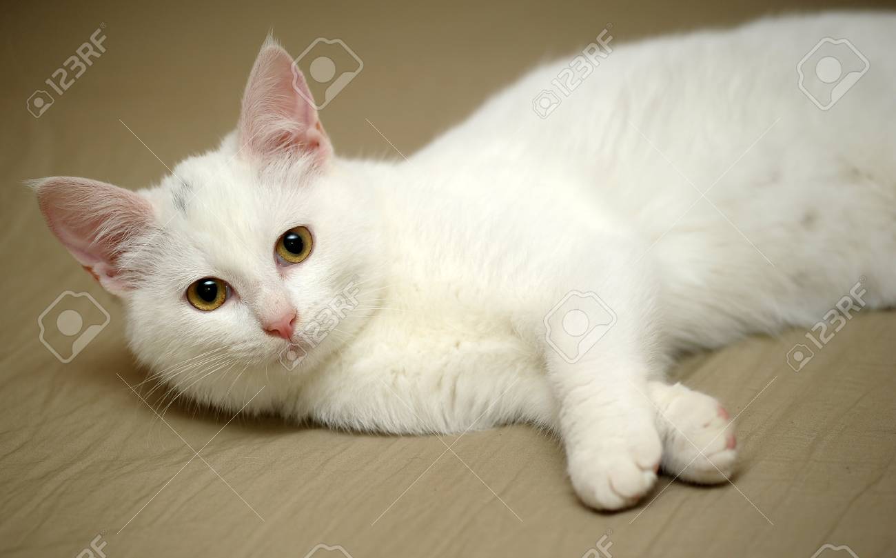 かわいい白い子猫 の写真素材 画像素材 Image