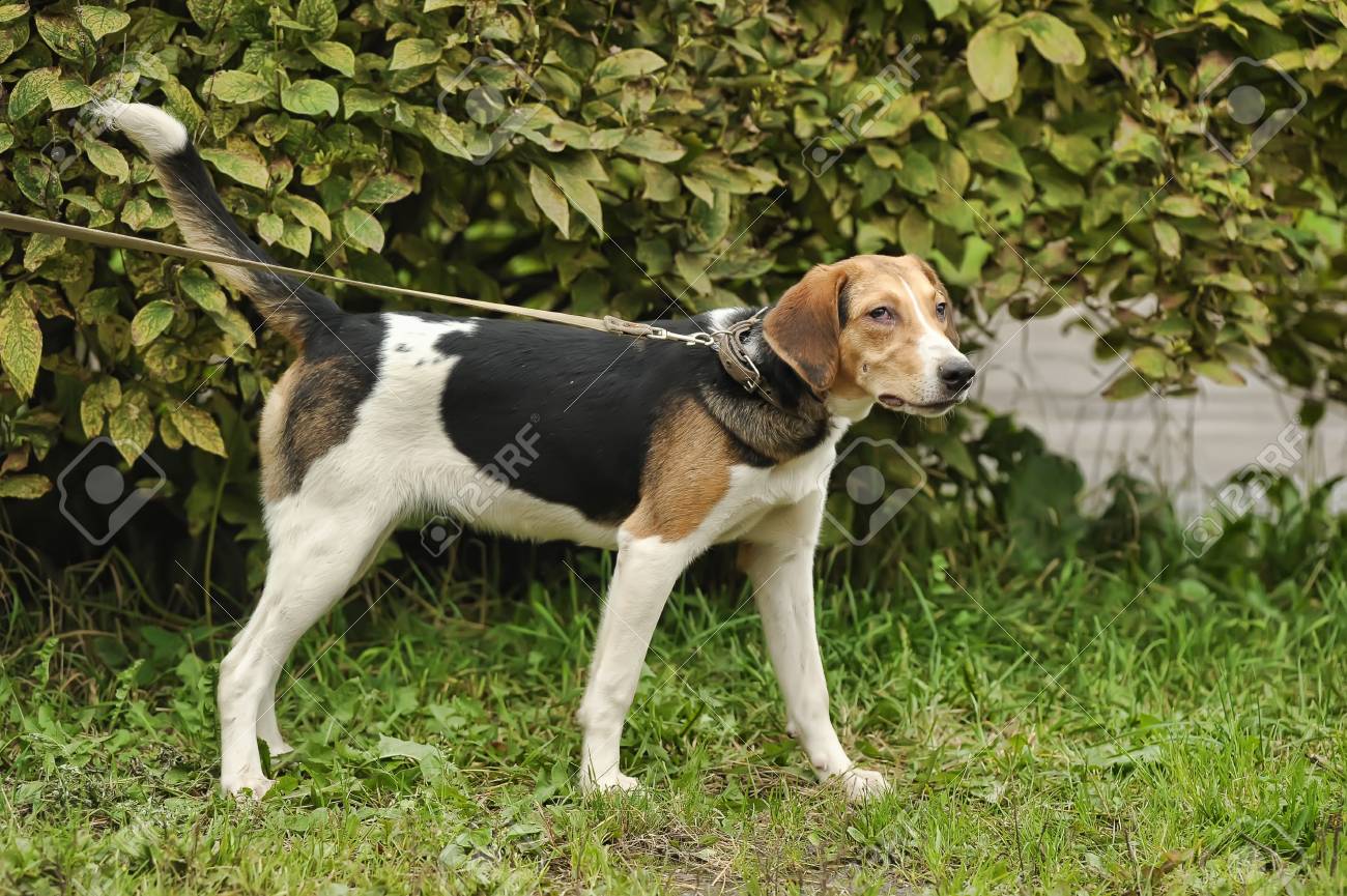 Half Breed Hound Dog - 