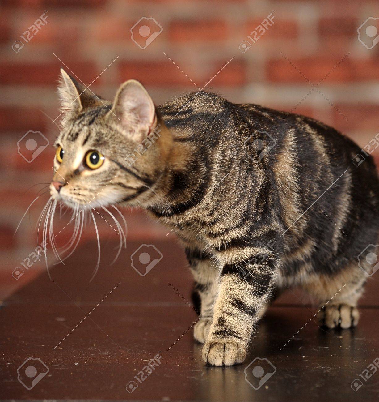 ぶち猫 の写真素材 画像素材 Image