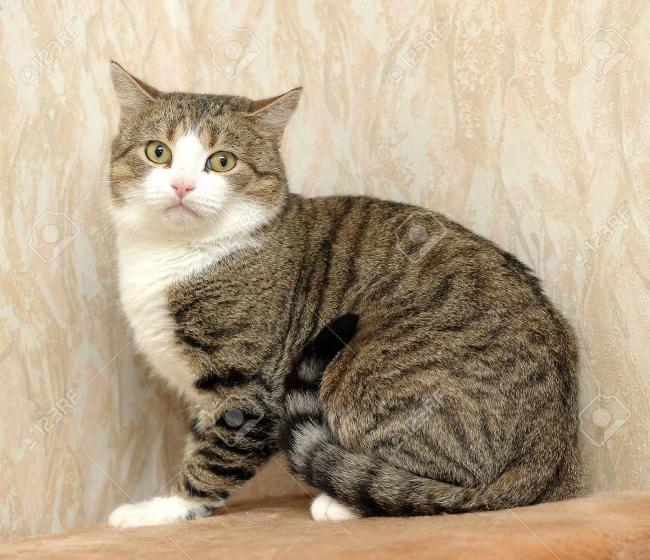 european shorthair cat stock photo picture and royalty free image