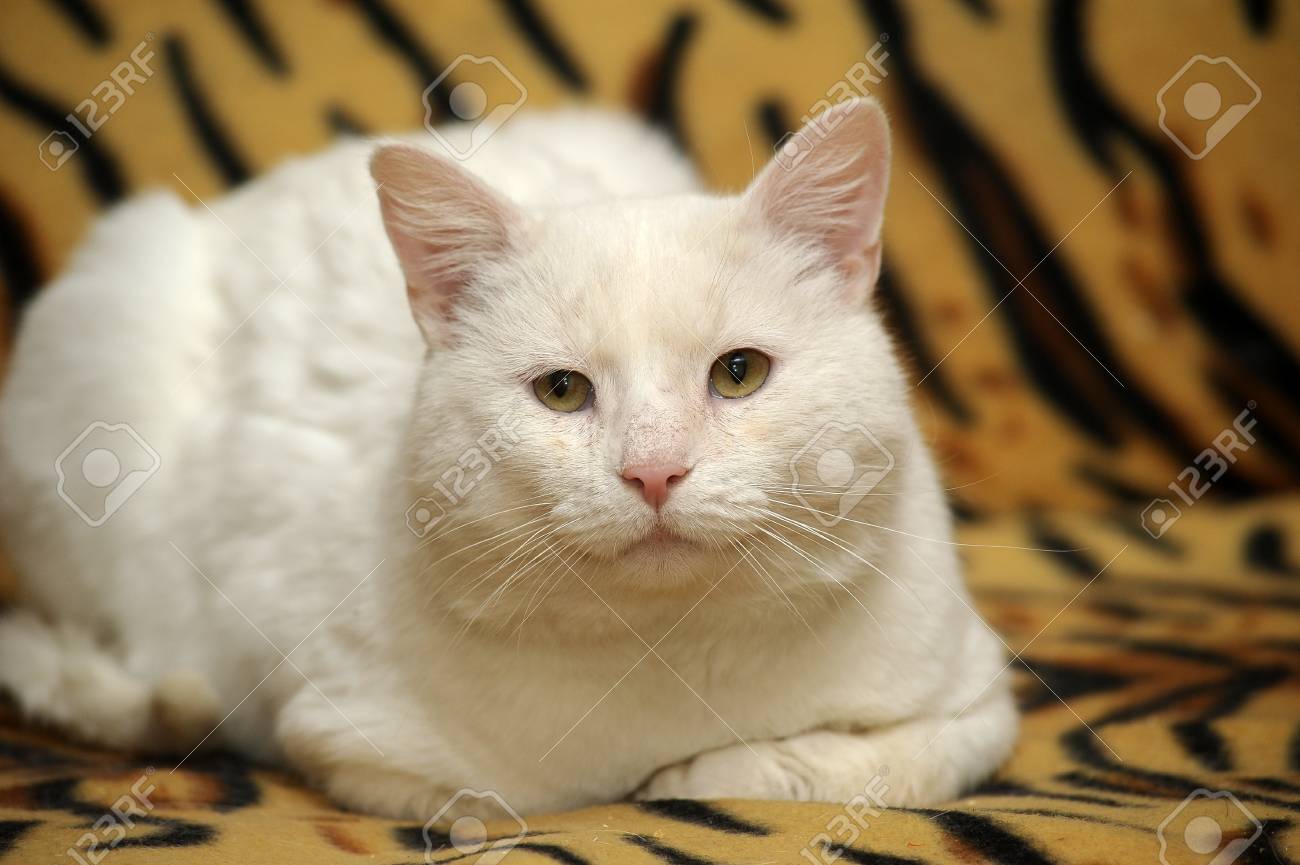 大きな白い猫 の写真素材 画像素材 Image