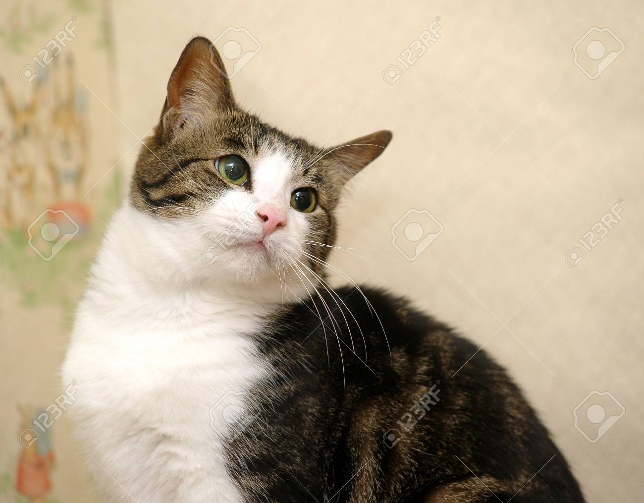 美しい猫 の写真素材 画像素材 Image