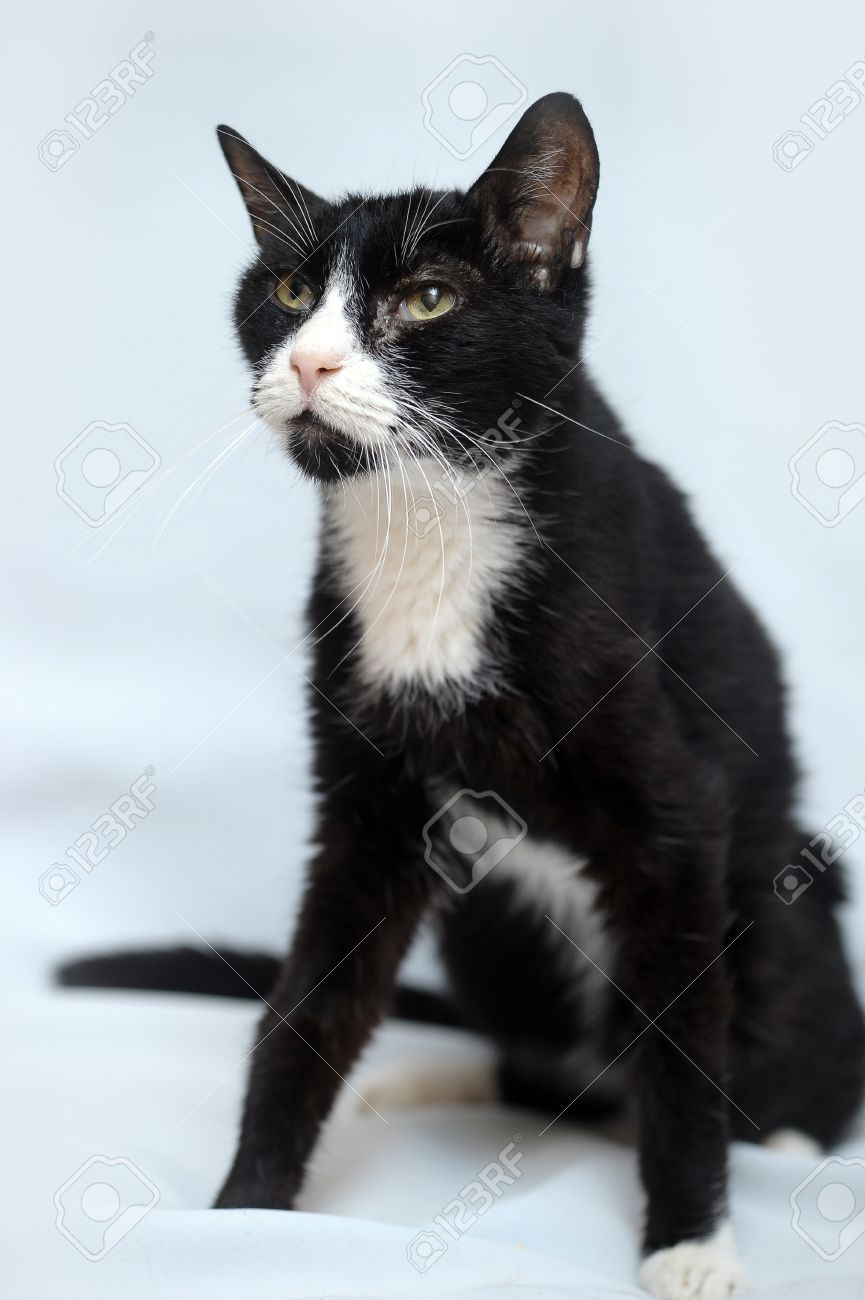 snowy pines labradors