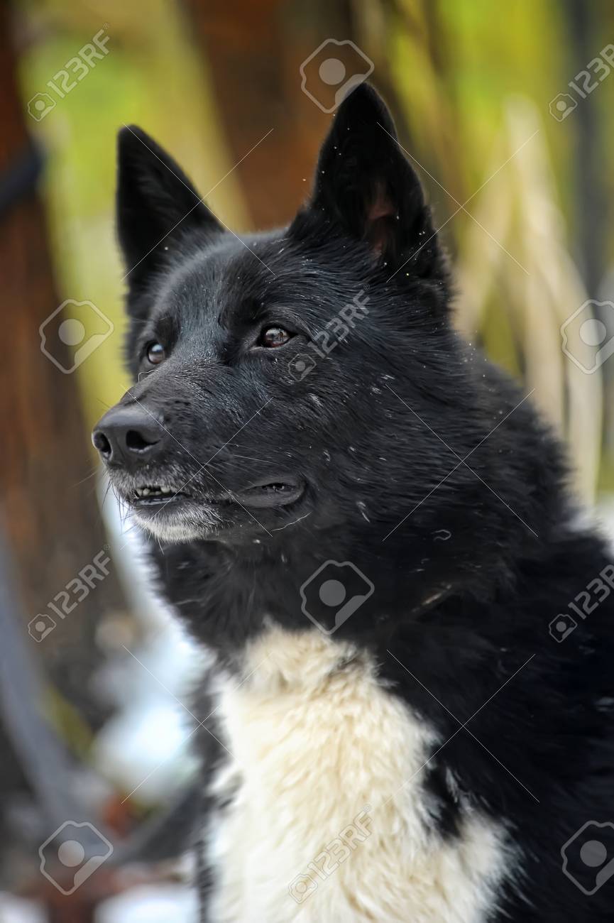 白い胸の雑種犬と黒の写真素材・画像素材 Image 18592064
