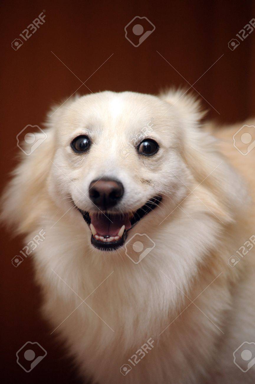 小型の雑種犬 の写真素材 画像素材 Image