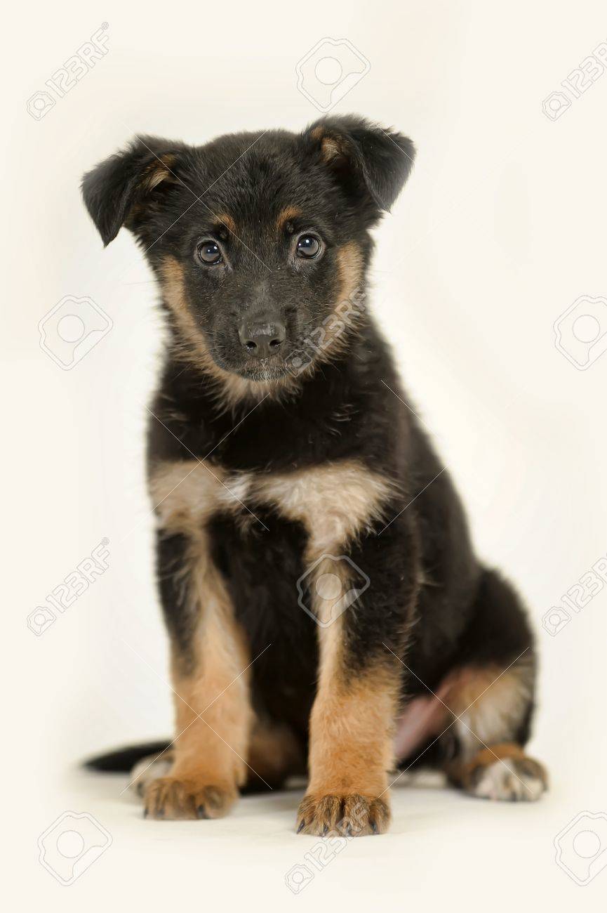 half breed german shepherd