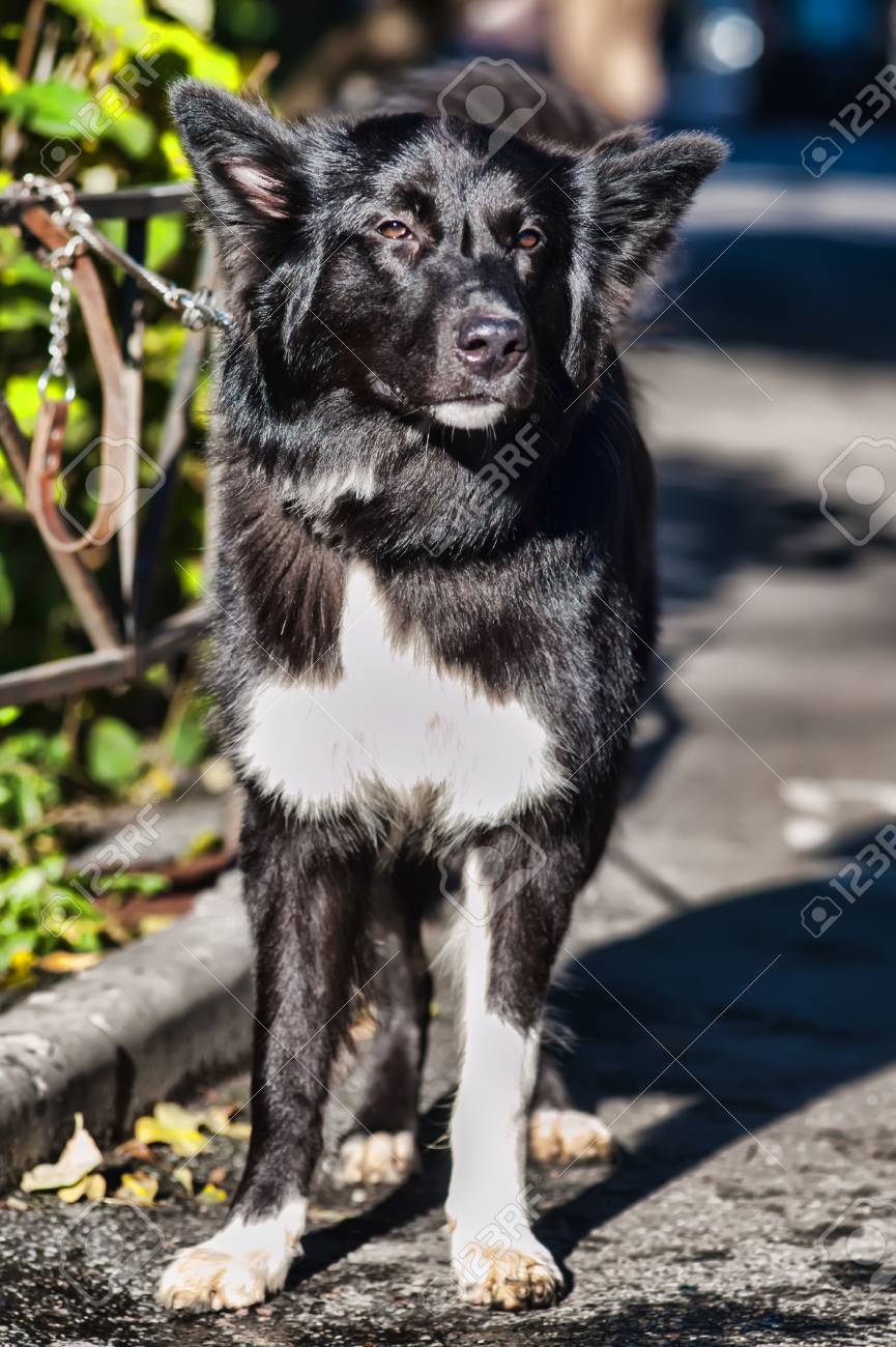 白い胸の雑種犬と黒の写真素材・画像素材 Image 17927899