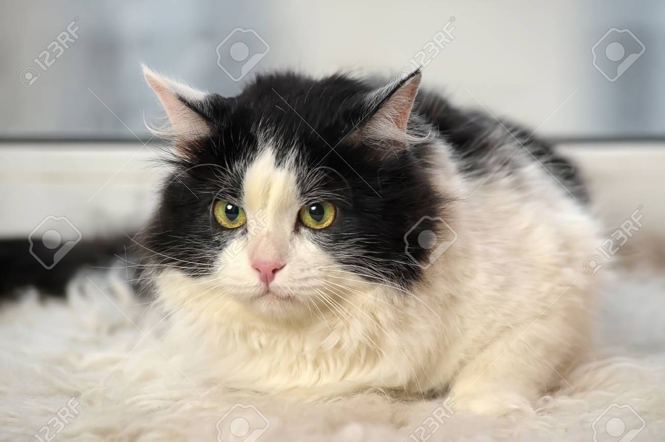 etiam-dictum-ipsum-a-felis