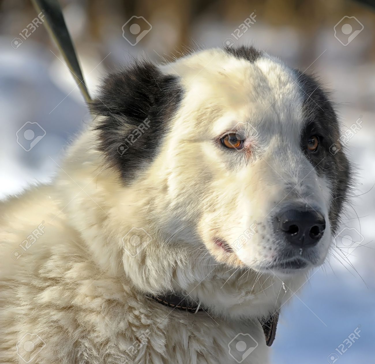 알라 바이 강아지 로열티 무료 사진, 그림, 이미지 그리고 스톡포토그래피. Image 18806848