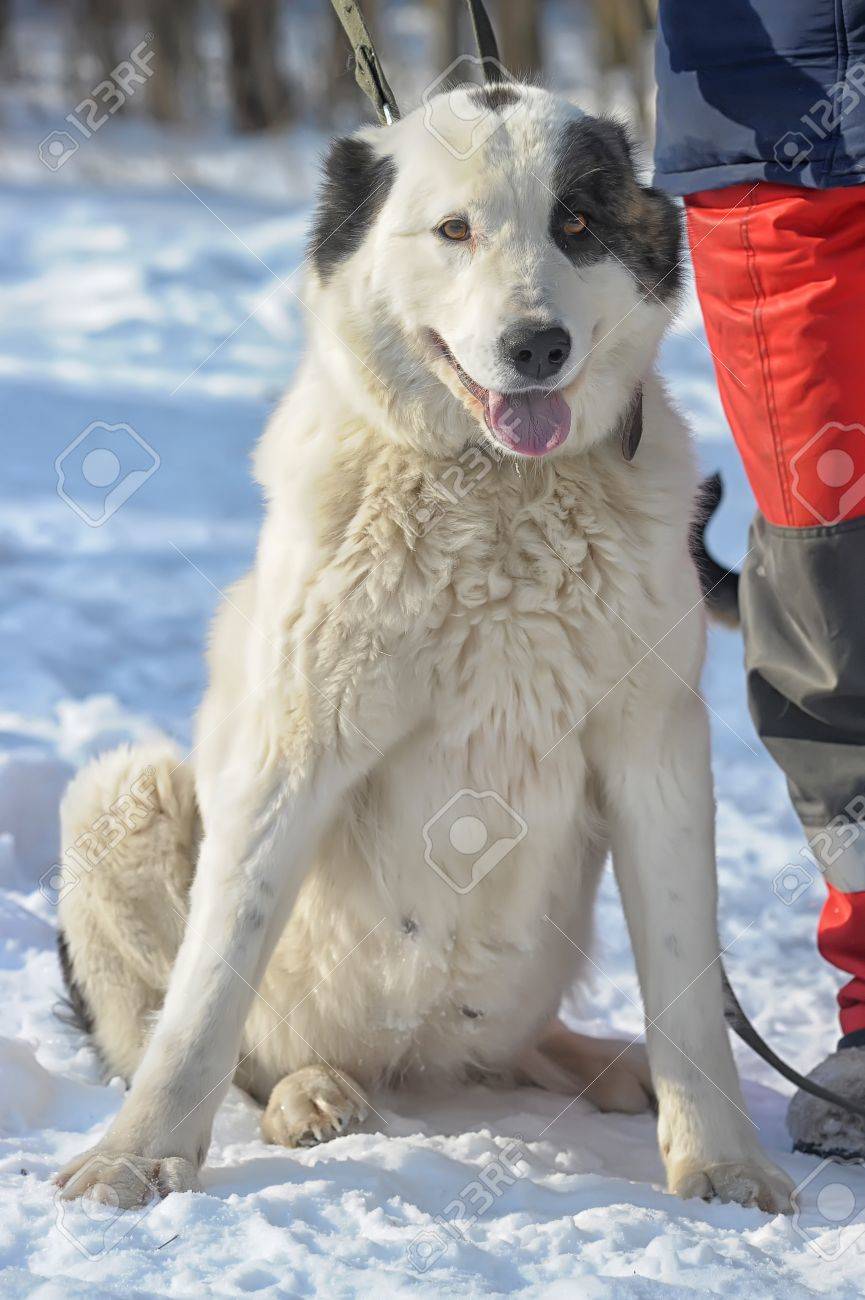 알라 바이 강아지 로열티 무료 사진, 그림, 이미지 그리고 스톡포토그래피. Image 18806822