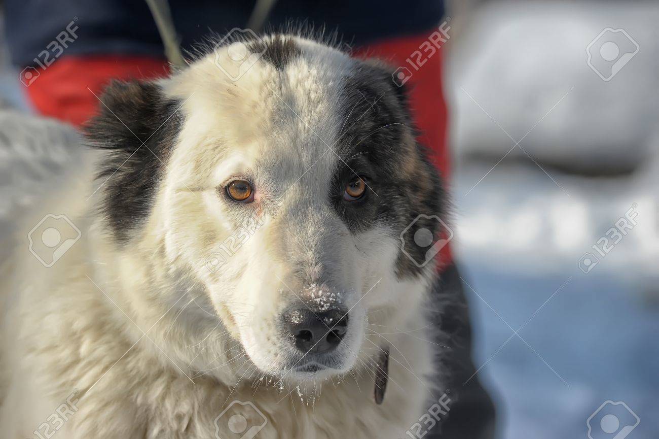 알라 바이 강아지 로열티 무료 사진, 그림, 이미지 그리고 스톡포토그래피. Image 18806863