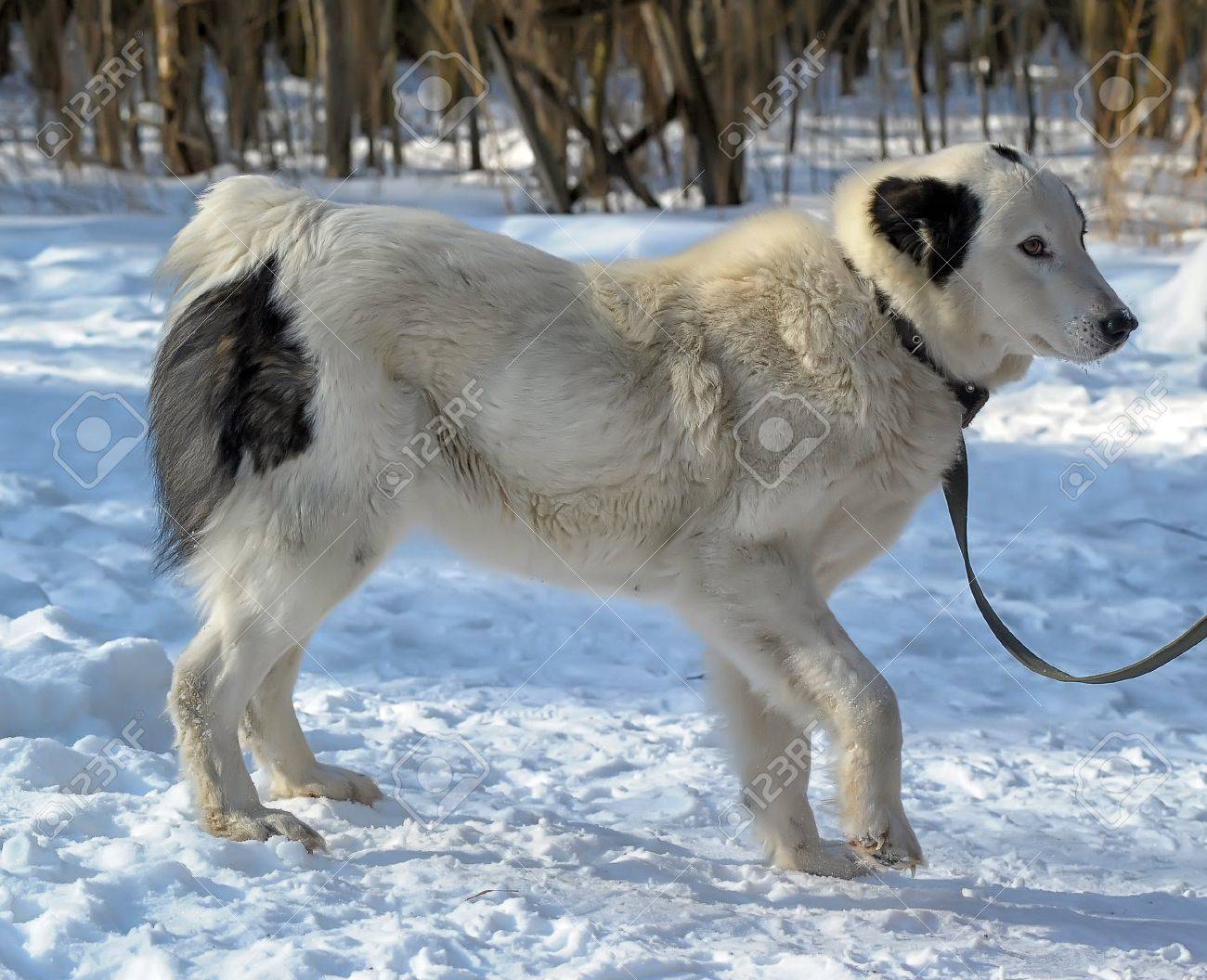 알라 바이 강아지 로열티 무료 사진, 그림, 이미지 그리고 스톡포토그래피. Image 18806716