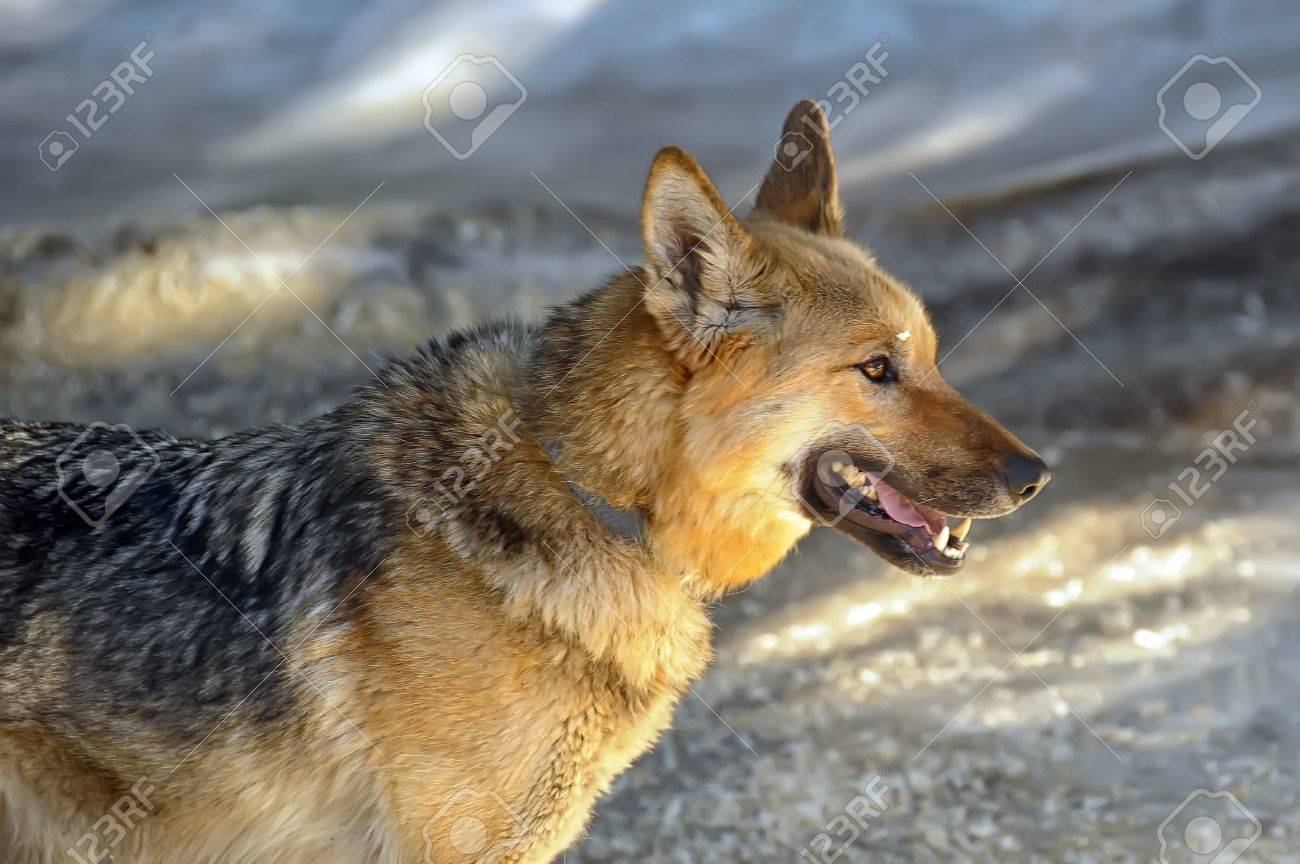 half wolf half shepherd