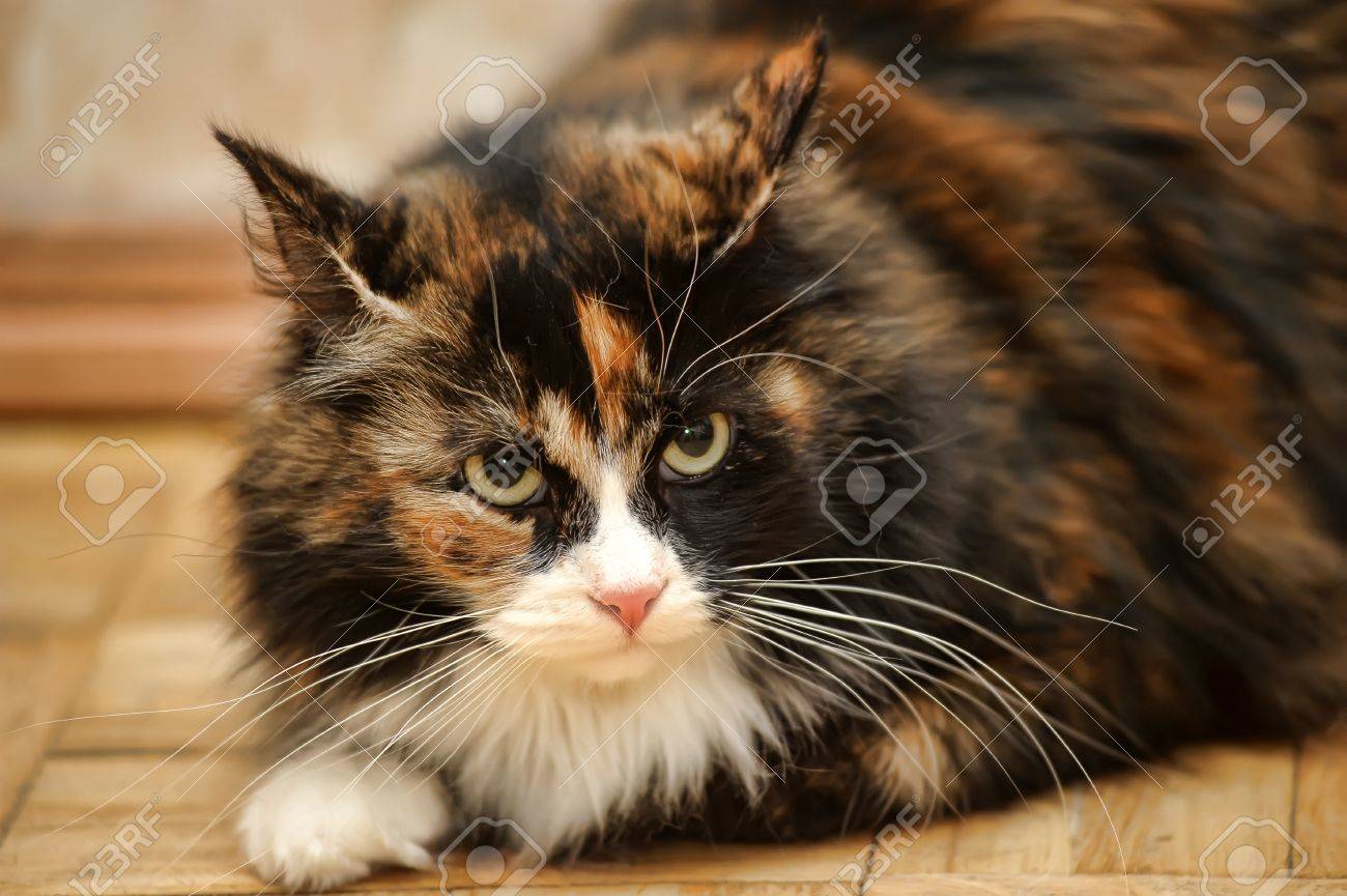 Chat En Colere Banque D Images Et Photos Libres De Droits Image