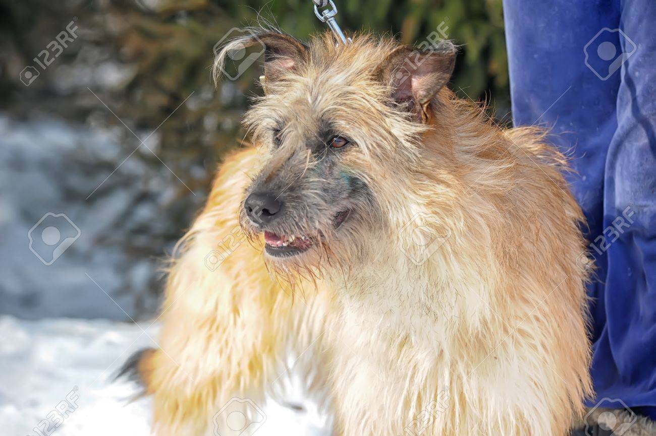 半分犬種 テリア犬フォーン の写真素材 画像素材 Image 半分犬種 テリア犬フォーン の写真素材 画像素材 Image