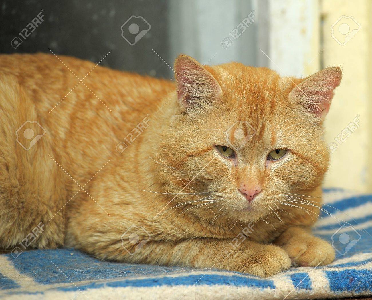 Chat Roux Avec Un Museau Epais Banque D Images Et Photos Libres De Droits Image