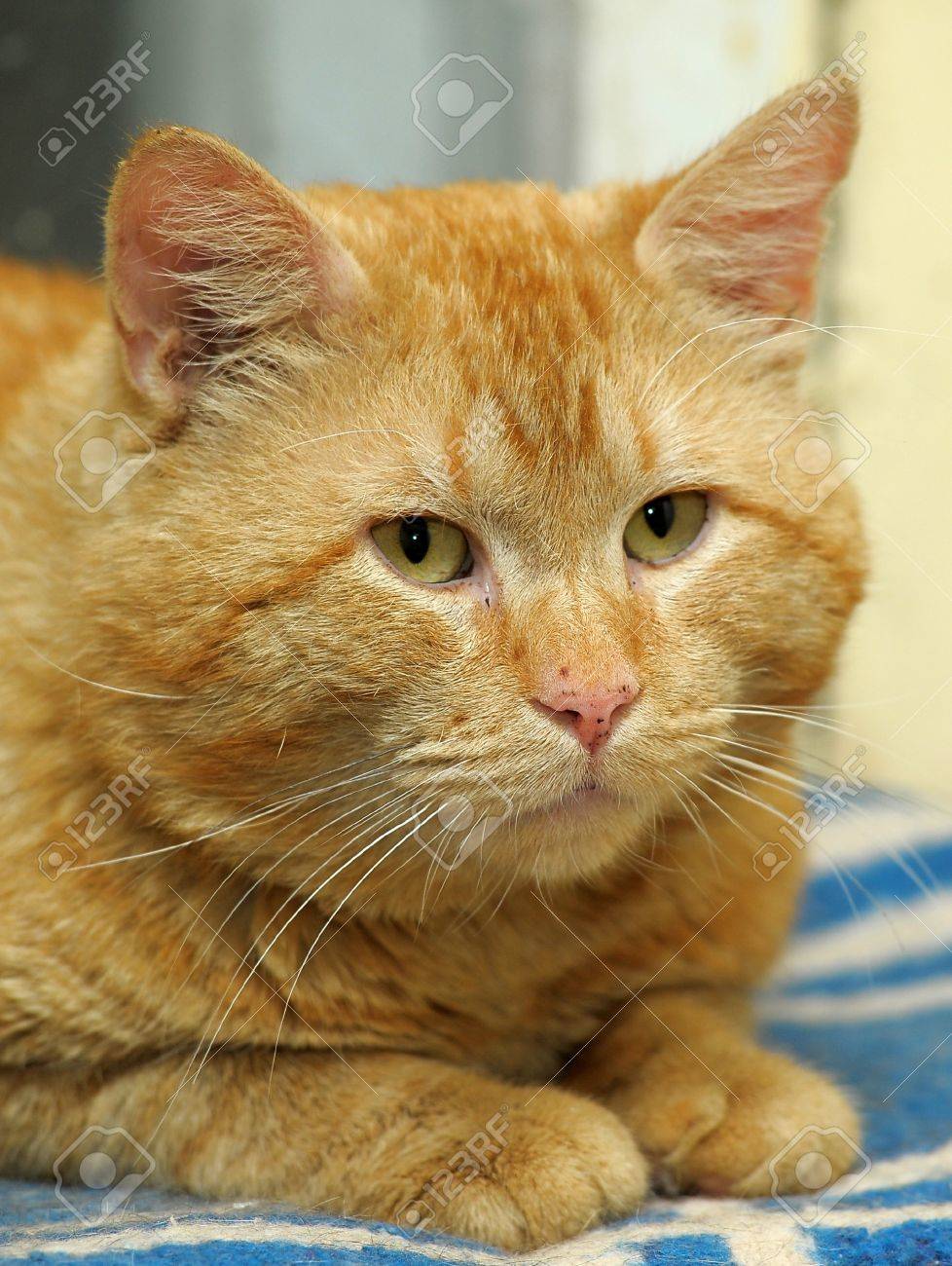 Chat Roux Avec Un Museau Epais Banque D Images Et Photos Libres De Droits Image