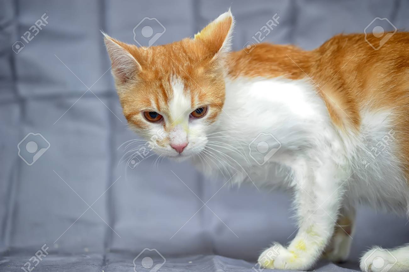 Chat Roux Et Blanc Apres Le Traitement Banque D Images Et Photos Libres De Droits Image