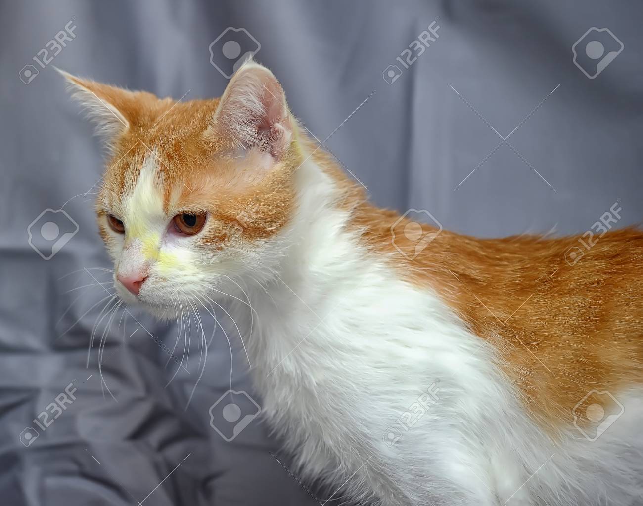 Chat Roux Et Blanc Apres Le Traitement Banque D Images Et Photos Libres De Droits Image