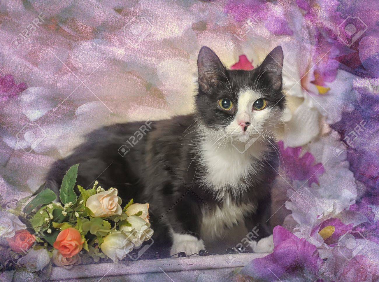 猫と花 の写真素材 画像素材 Image