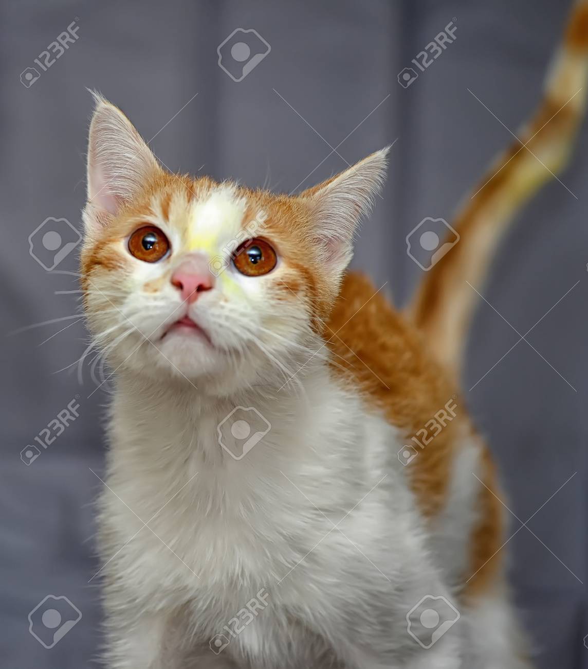 Chat Roux Et Blanc Apres Le Traitement Banque D Images Et Photos Libres De Droits Image