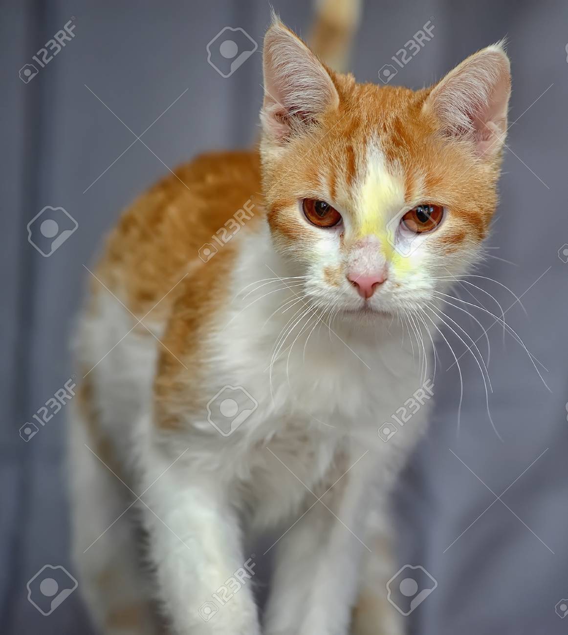 Chat Roux Et Blanc Apres Le Traitement Banque D Images Et Photos Libres De Droits Image Chat Roux Et Blanc Apres Le Traitement Banque D Images Et Photos Libres De Droits Image