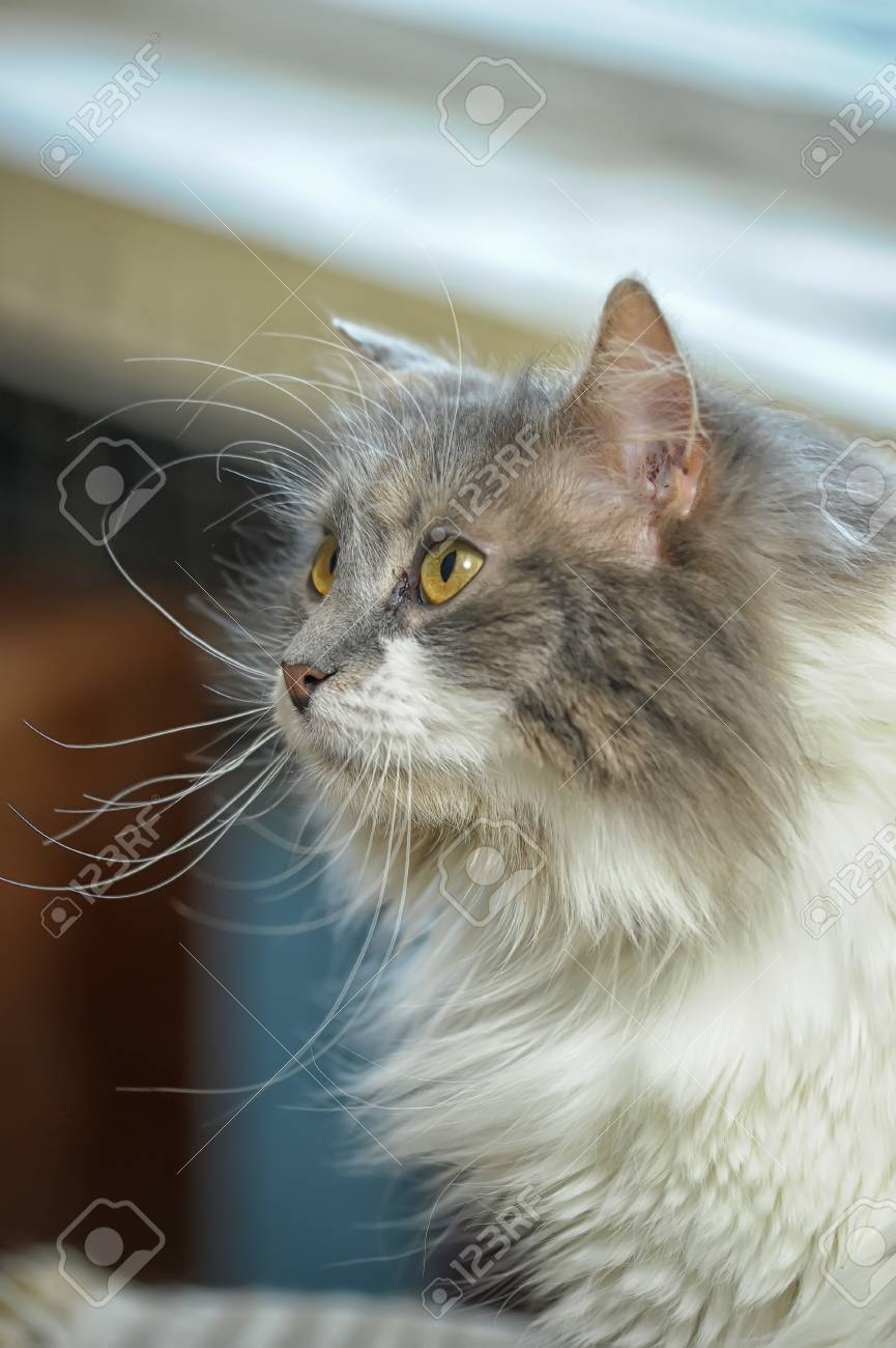 Chat Sibérien Gris Et Blanc