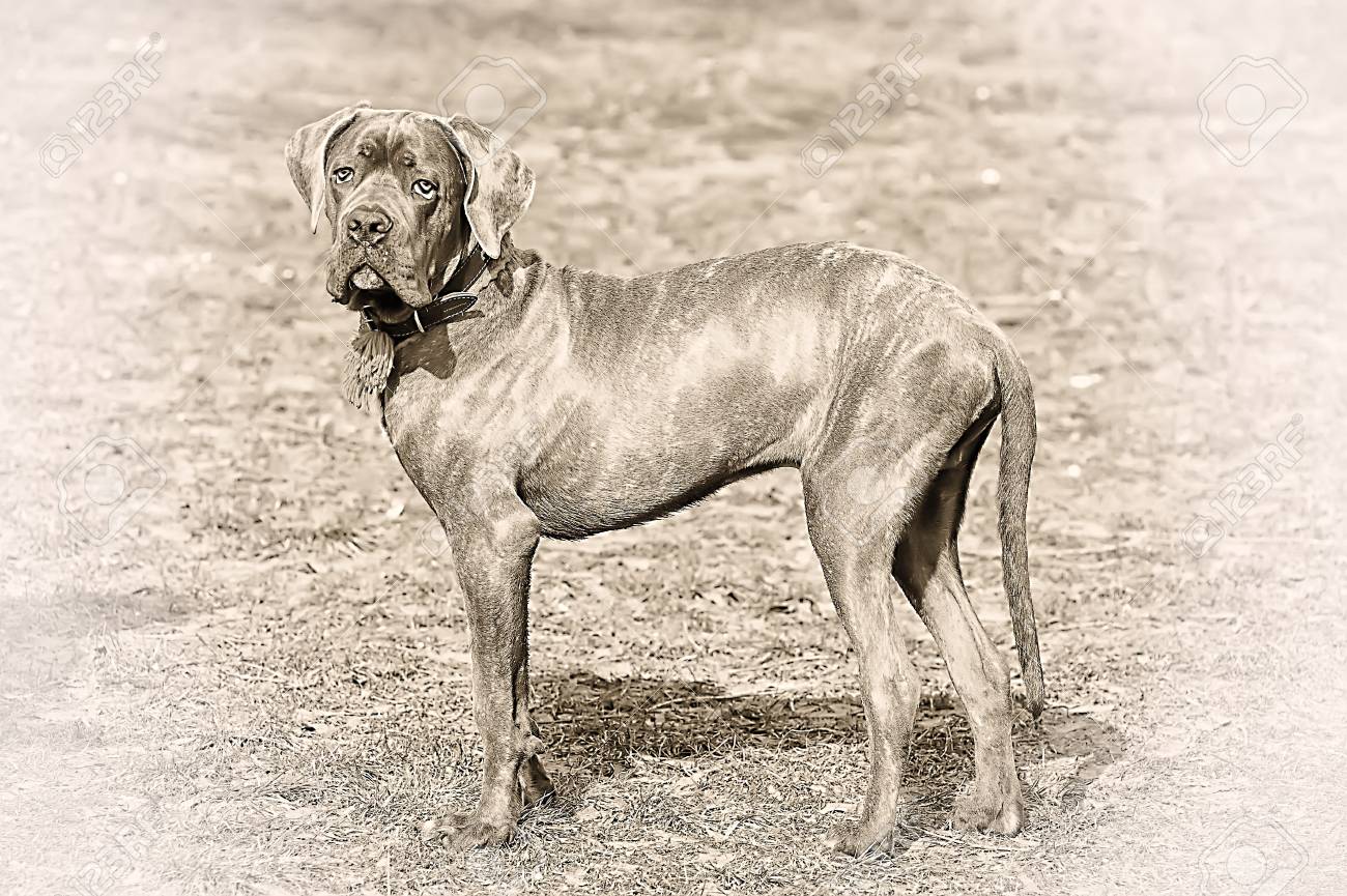 Cane Corso Puppy