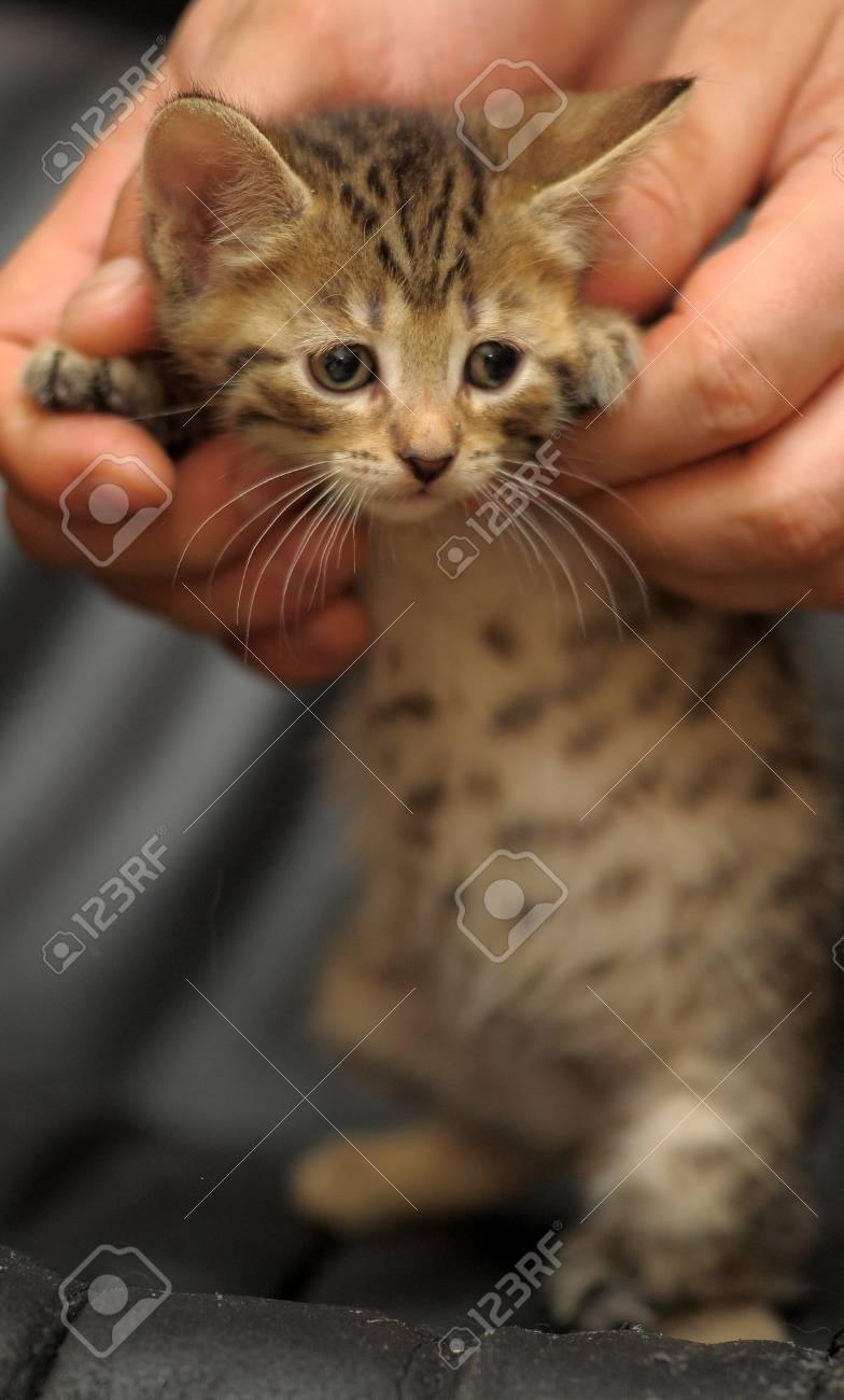Kitten With Spotty Belly Stock Photo Picture And Royalty Free Image Image Kitten With Spotty Belly Stock Photo Picture And Royalty Free Image Image