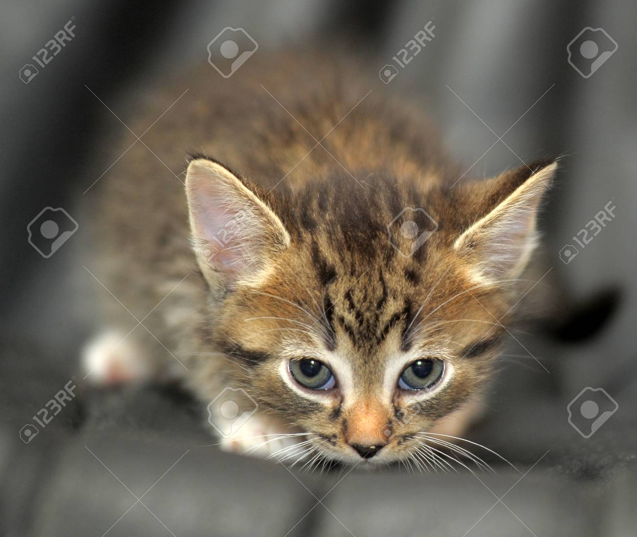 かわいい子猫 の写真素材 画像素材 Image かわいい子猫 の写真素材 画像素材 Image