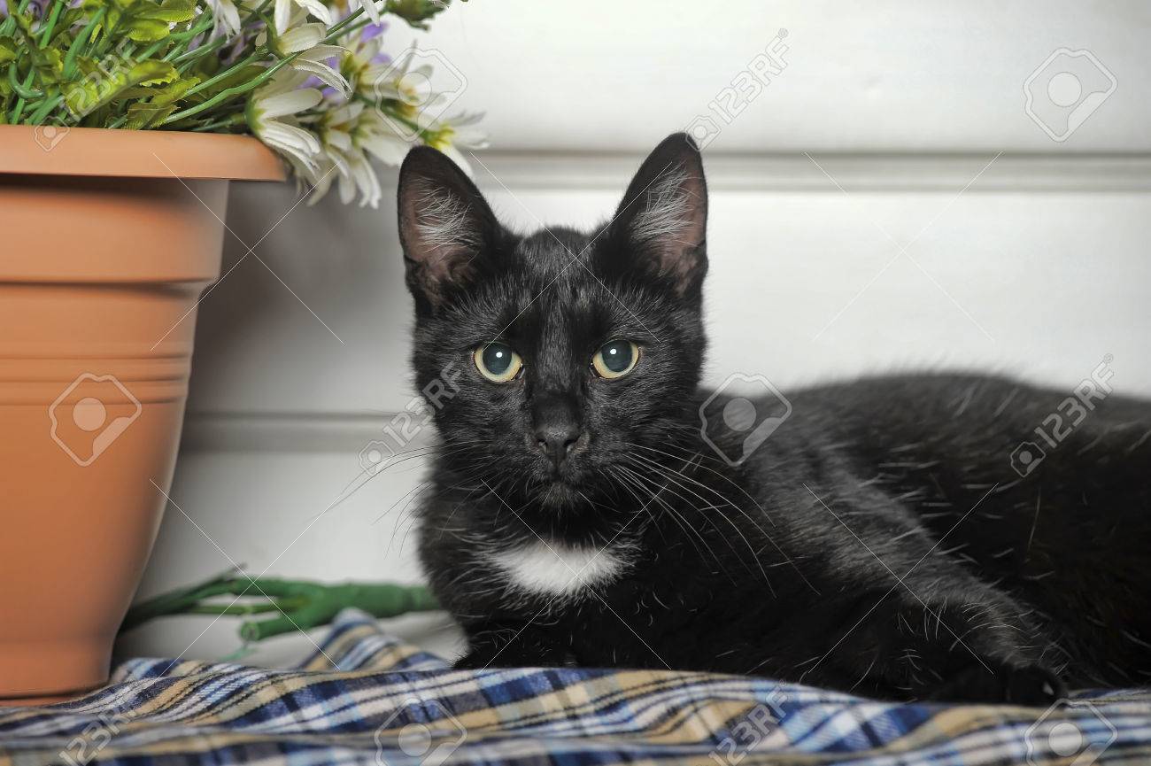 Immagini Stock Gatto Nero Con Una Macchia Bianca Sul Petto è
