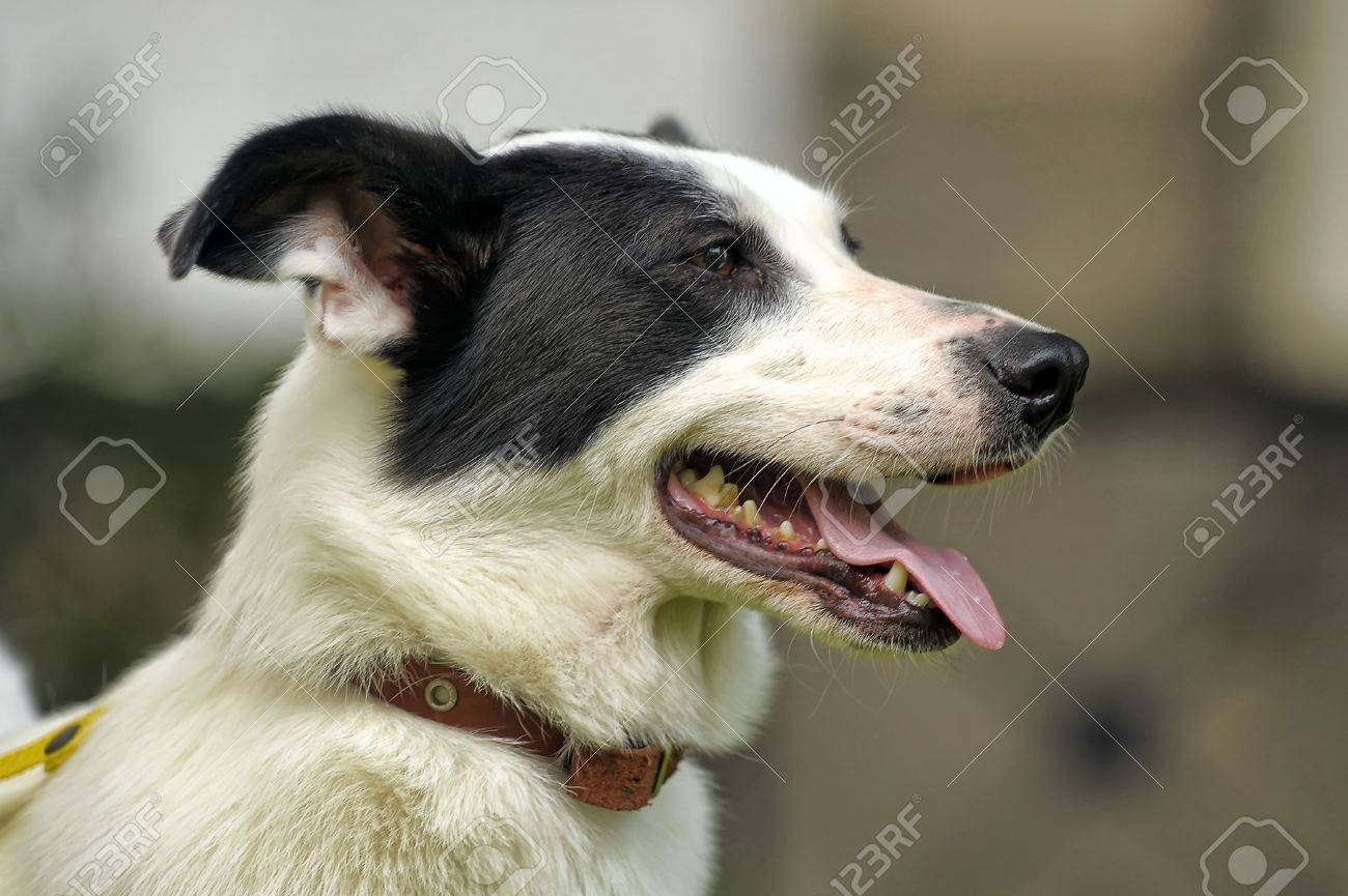 dogs that are white with black spots